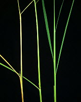 Bakanae disease (Gibberella fujikuroi) showing comparison of internode length on healthy & diseased Rice (Oryza sativa), Philippines