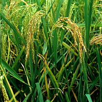 Symptoms of Neck blast (Magnaporthe grisea) on Rice (Oryza sativa) plants in ear, Luzon, Philippines
