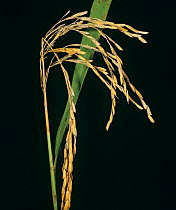 Symptoms of Neck blast (Magnaporthe grisea) on Rice (Oryza sativa) plants in ear, Luzon, Philippines