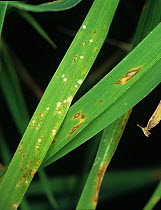 Rice leaf blast (Magnaporthe grisea) lesions on Rice (Oryza sativa) leaves, Luzon, Philippines