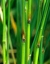 Rice blast (Magnaporthe grisea) disease infected nodes on Rice (Oryza sativa) plant stems, Luzon, Philippines