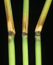 Rice blast (Magnaporthe grisea) disease infected nodes on Rice (Oryza sativa) plant stems, Luzon, Philippines