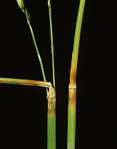 Rice node & neck blast (Magnaporthe grisea) node and neck blast on Rice (Oryza sativa) stems, Luzon, Philippines