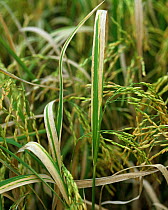 Bacterial blight (Xanthomonas oryzae pv oryzae) disease lesions on Rice (Oryza sativa) crop, Luzon, Philippines