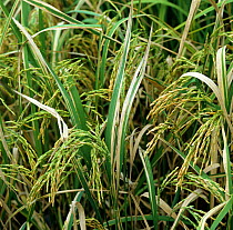 Bacterial blight (Xanthomonas oryzae pv oryzae) disease lesions on Rice (Oryza sativa) crop, Luzon, Philippines