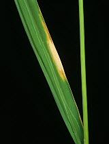 Bacterial blight (Xanthomonas oryzae pv. oryzae) lesion on Rice (Oryza sativa) leaf, Luzon, Philippines
