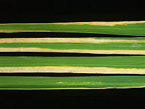 Bacterial blight (Xanthomonas oryzae pv. oryzae) lesion on Rice (Oryza sativa) leaf, Thailand, Thailand.