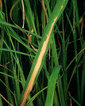 Bacterial blight (Xanthomonas oryzae pv. oryzae) lesion on Rice (Oryza sativa) leaf, Thailand