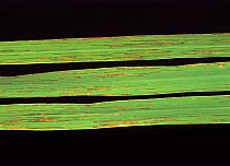 Bacterial leaf streak (Xanthomonas oryzae pv. oryzicola) streaks on Rice (Oryza sativa) leaves, Luzon, Phillipines , Philippines.