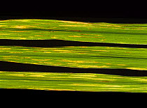 Bacterial leaf streak (Xanthomonas oryzae pv. oryzicola) backlit streaks on Rice (Oryza sativa) leaves, luzon, Philippines