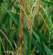 Sheath rot (Sarocladium oryzae) lesions and necrosis on Rice (Oryza sativa) flagleaf and aborted ears, Luzon, Philippines
