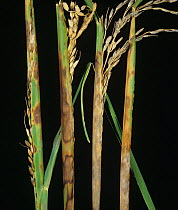Sheath rot (Sarocladium oryzae) lesions and necrosis on Rice (Oryza sativa) flagleaf and aborted ears, Thailand