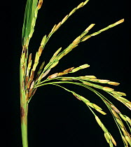 Sheath rot (Sarocladium oryzae) on neck and ears of Rice (Oryza sativa) plants, Luzon, Philippines.