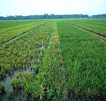 Tungro virus (Rice tungro bacilliform virus) on Rice (Oryza sativa) comparison of two varieties one susceptible the other resistant, IRRI, Philippines