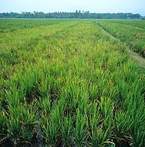 Tungro virus (Rice (Oryza sativa) tungro bacilliform virus) on diseased, damaged Rice (Oryza sativa) plot, Philippines