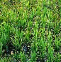 Rice (Oryza sativa) plants infected with Rice tungro virus (Rice tungro bacilliform virus) stunted and chlorotic in a paddy Rice crop, Philippines