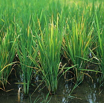 Rice plants (Oryza sativa) infected by Tungro virus showing discolouration caused by the disease , Philippines.