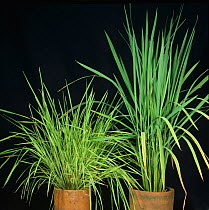 Rice (Oryza sativa) plant with Yellow dwarf virus (Phytoplasma oryzae) next to a healthy unaffected plant