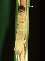 Dark-headed rice / Dark-headed striped borer moth (Chilo polychrysus) caterpillar pest in Rice (Oryza sativa) stem