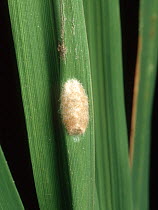 Yellow stem borer (Scirpophaga incertulas) pest moth egg mass on a Rice (Oryza sativa) stem, luzon, Philippines