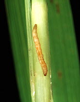 Yellow stem borer moth (Scirpophaga incertulas) caterpillar in damaged Rice (Oryza sativa) stem, Luzon, Philippines