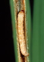 Yellow stem borer (Scirpophaga incertulas) moth caterpillar in damaged Rice (Oryza sativa) stem, Luzon, Philippines