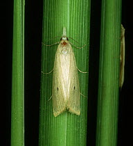 Yellow stem borer moth (Scirpophaga incertulas_ a Rice (Oryza sativa) stem, Luzon, Philippines