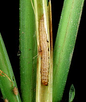 Asiatic stem borer / Striped rice stem borer (Chilo supressalis) caterpillar feeding in a damaged Rice (Oryza sativa) stem, Luzon, Philippines