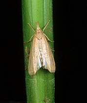 Asiatic / Striped rice stem borer moth (Chilo supressalis) on Rice (Oryza sativa) stem, Luzon, Philippines