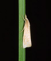 Asiatic stem borer (Chilo suppressalis) moth on a Rice (Oryza sativa) stem, Luzon, Philippnes.