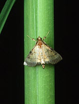Rice leaf folder (Cnaphalocrocis medinalis) moth of pest species on Rice (Oryza sativa) stem , Philippines.