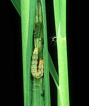 Rice leaf folder moth (Cnaphalocrocis medinalis) caterpillar of pest species in folded Rice (Oryza sativa) leaf, Luzon, Philippines