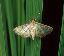 Rice leaf folder moth (Marasmia patnalis) pest species on Rice (Oryza sativa) stem, Luzon, Philippines