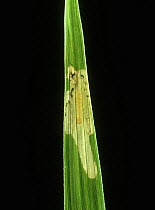Paddy hispa beetle (Dicladispa armigera) larva in back lit leaf mine in Rice (Oryza sativa), Thailand