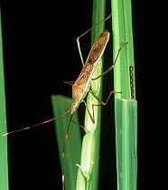 Rice ear bug / Rice bug (Leptocorisa sp) a pest of Rice (Oryza sativa) crops, Luzon, Philippines