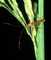 Rice ear bug (Leptocorisa sp) a pest of Rice (Oryza sativa) crops, Luzon, Philippines