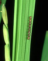 Rice ear bug (Leptocorisa sp) eggs, a pest of Rice (Oryza sativa) crops, Luzon, Philippines