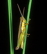 Short-horned grasshopper (Oxya hyla intricata) a pest on damaged Rice (Oryza sativa) leaf, Luzon, Philippines