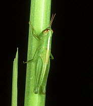 Short-horned grasshopper (Oxya hyla intricata) nymph immature pest on Rice (Oryza sativa) stem, Luzon, Philippines