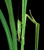 Meadow / long-horned grasshopper (Conocephalus longipennis) pest of Rice (Oryza sativa) and predator of Rice bugs and stem borers, Philippines