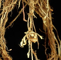 Rice root knot nematode (Meloidogyne graminocola) damage nodules on Rice (Oryza sativa) plant root, Luzon, Philippines