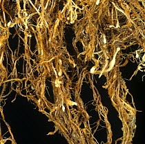 Rice root knot nematode (Meloidogyne graminocola) damage nodules on Rice (Oryza sativa) plant root, Luzon, Philippines