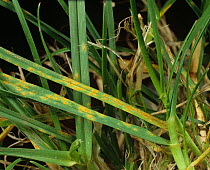 Crown rust (Puccinia coronata) leaf infection on meadow-grass (Poa sp.)