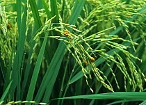 Early symptoms of False smut (Ustilaginoidea virens) on Rice (Oryza sativa) ears , Philippines.