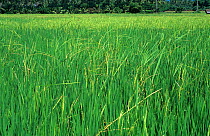 Bakanae disease (Gibberella fujikoroi) elongated, deformed Rice (Oryza sativa) plants in a crop, Luzon, Philippines