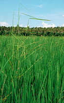Bakanae / foolish disease (Giberella fujikuroi) elongating Rice (Oryza sativa) plants in the crop, Luzon, Philippines
