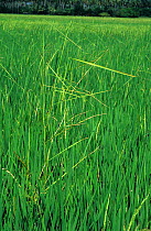 Bakanae disease (Gibberella fujikoroi) elongated, deformed Rice (Oryza sativa) plants in a crop , Philippines.