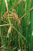 Sheath rot (Sarocladium oryzae) infected flag leaf and ear of Rice (Oryza sativa), Philippines