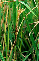 Sheath rot (Sarocladium oryzae) infected flag leaf and trapped ear of Rice (Oryza sativa), Philippines