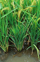 Ragged stunt virus (RSV) severely infected paddy Rice (Oryza sativa) plant, Philippines